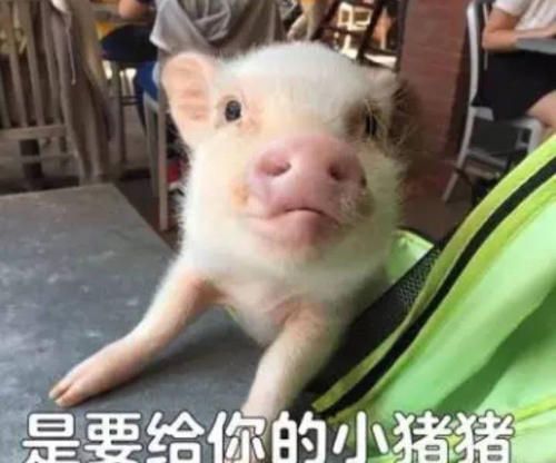 天冷了不想努力了想把自己卖了换点生活费表情包大全分享